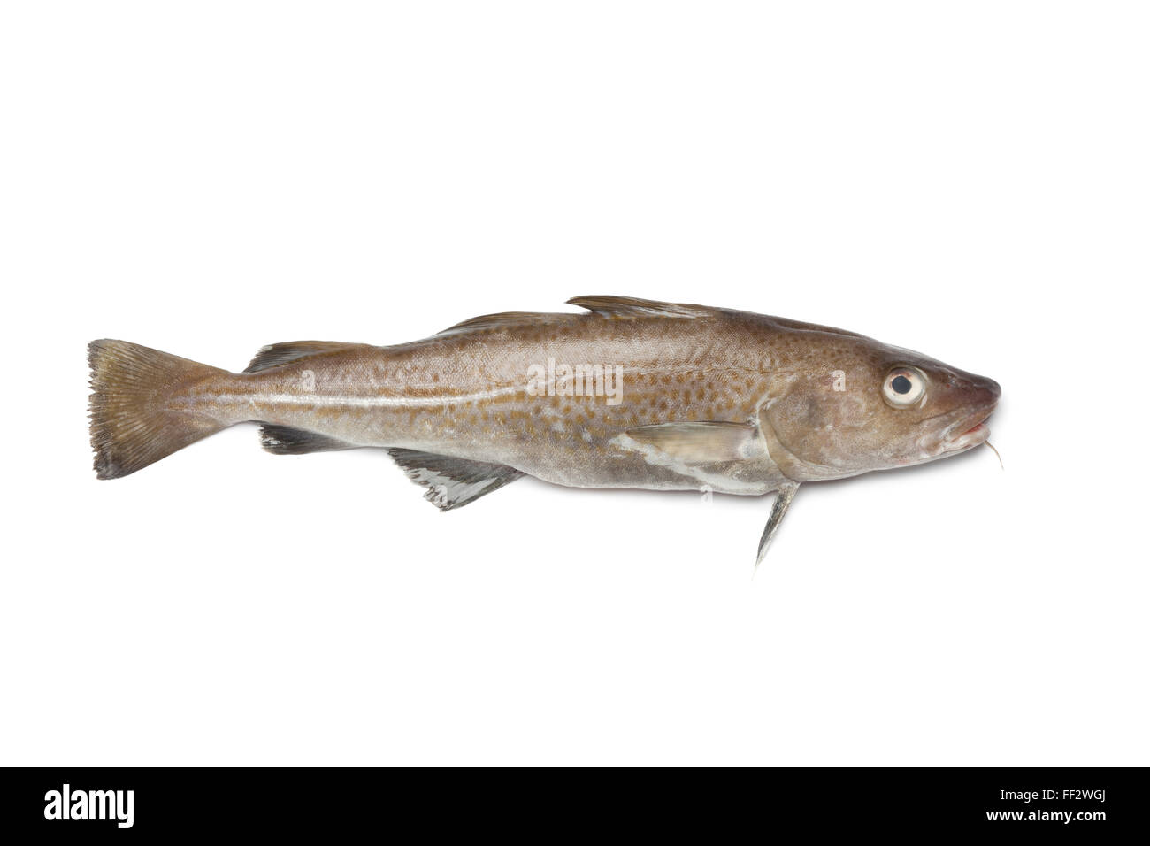 Fresh atlantic cod fish on white background Stock Photo