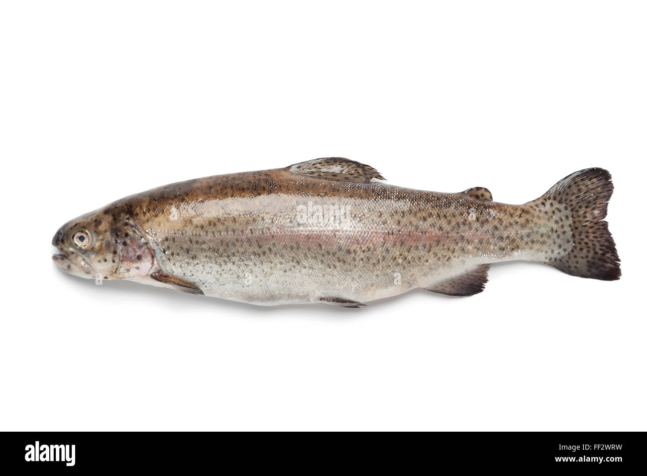 Whole single fresh Salmon trout on white background Stock Photo