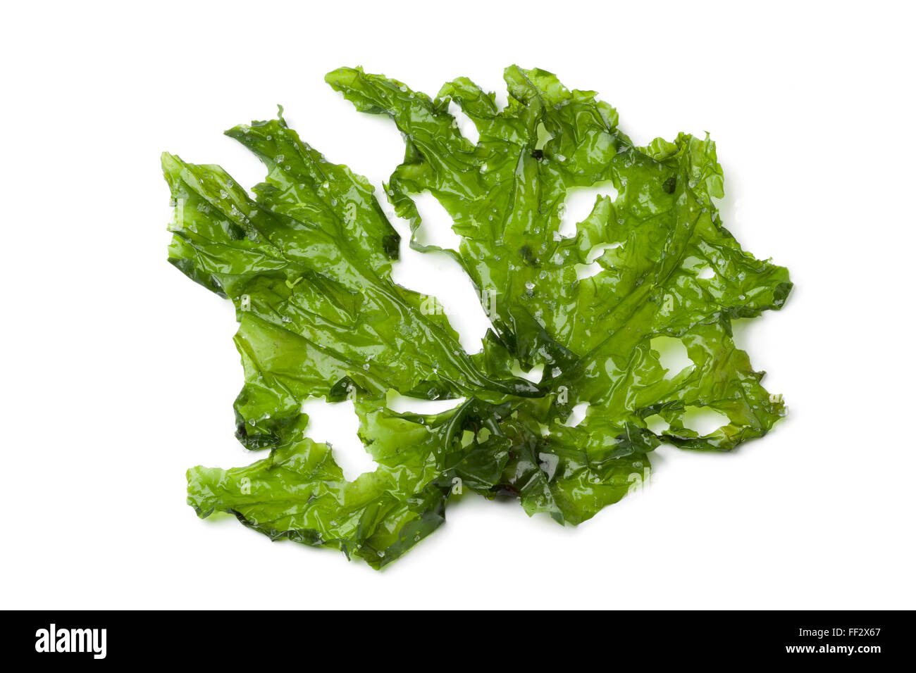 Leaf of Sea lettuce on white background Stock Photo