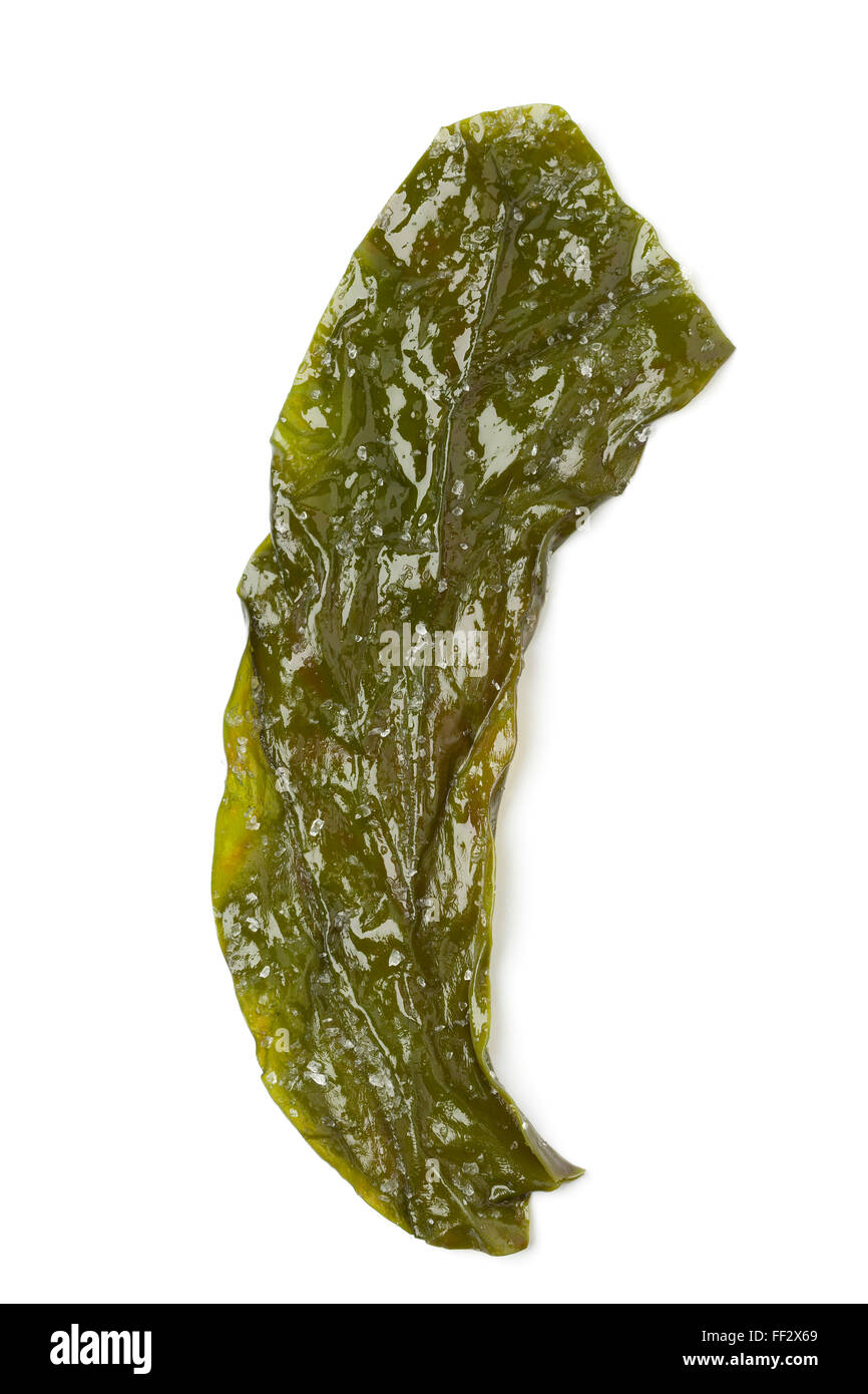 A leaf of Kombu Breton seaweed on white background Stock Photo