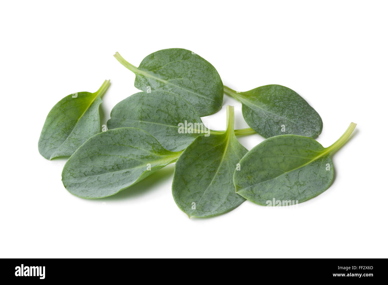Fresh oyster leaves on white background Stock Photo