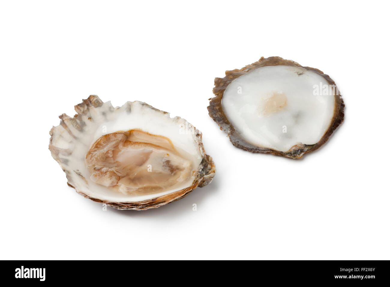 Open European flat oyster on white background Stock Photo