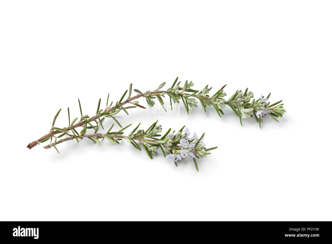 Twigs of fresh blooming rosemary on white background Stock Photo
