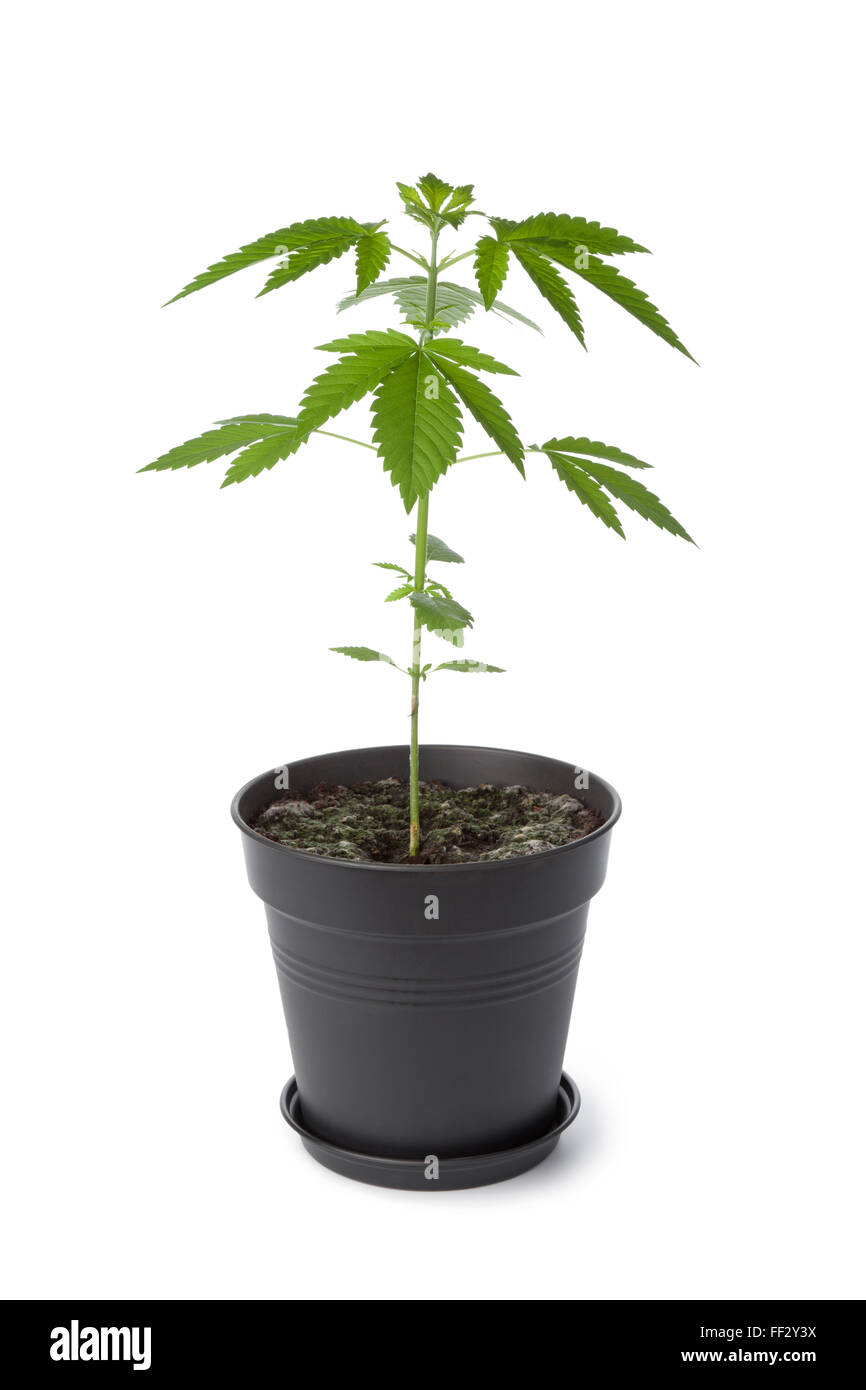 Marijuana plant in plastic pot on white background Stock Photo
