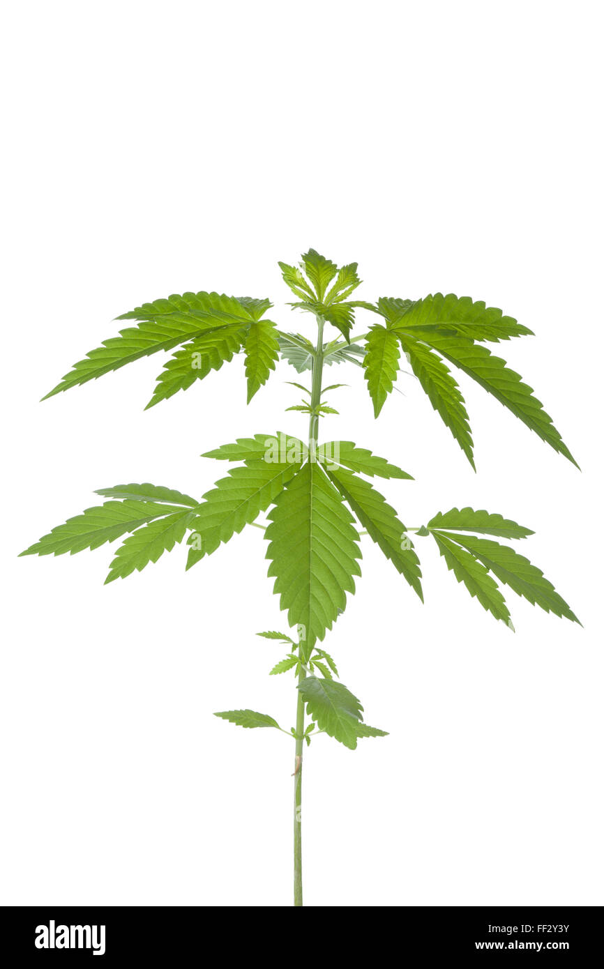 Marijuana plant on white background Stock Photo