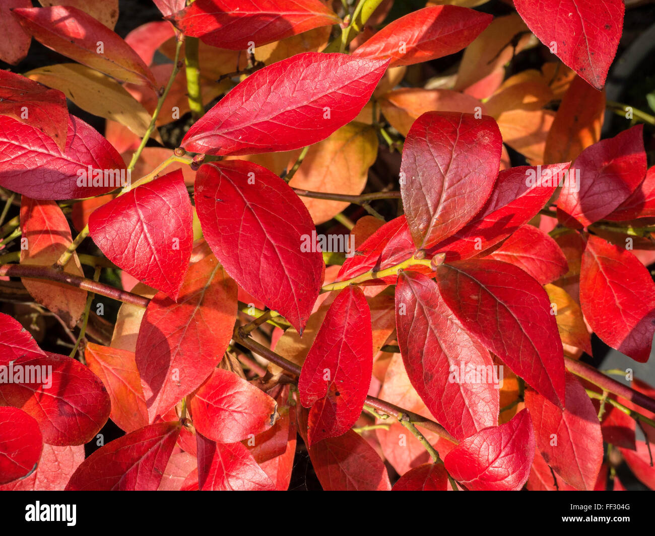 Autumn colour on blueberry foliage Stock Photo