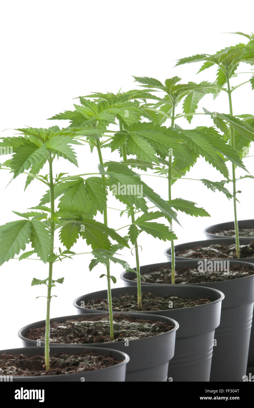 Plastic pot hires stock photography and images Alamy