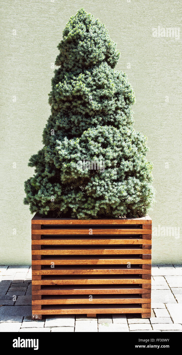 Arborvitaes hi-res stock photography and images - Alamy