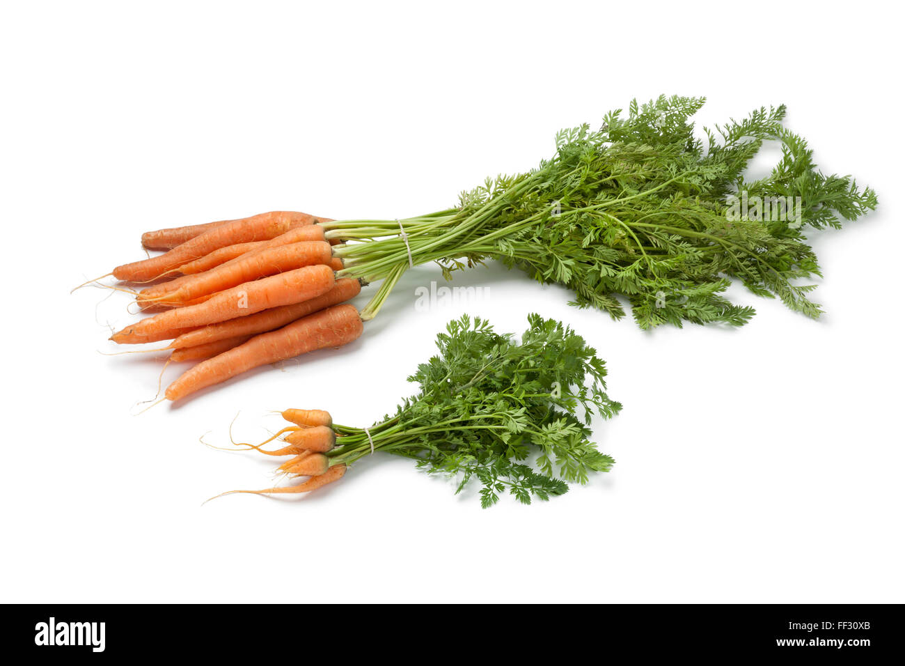 Fresh baby carrots and large ones to see the difference in size on
