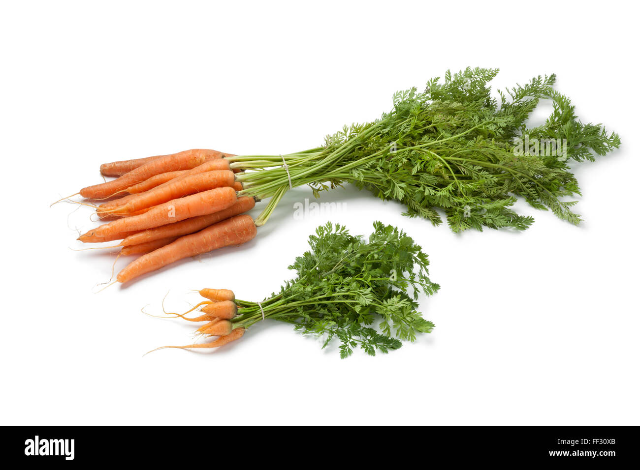 Fresh baby carrots and large ones to see the difference in size on white background Stock Photo