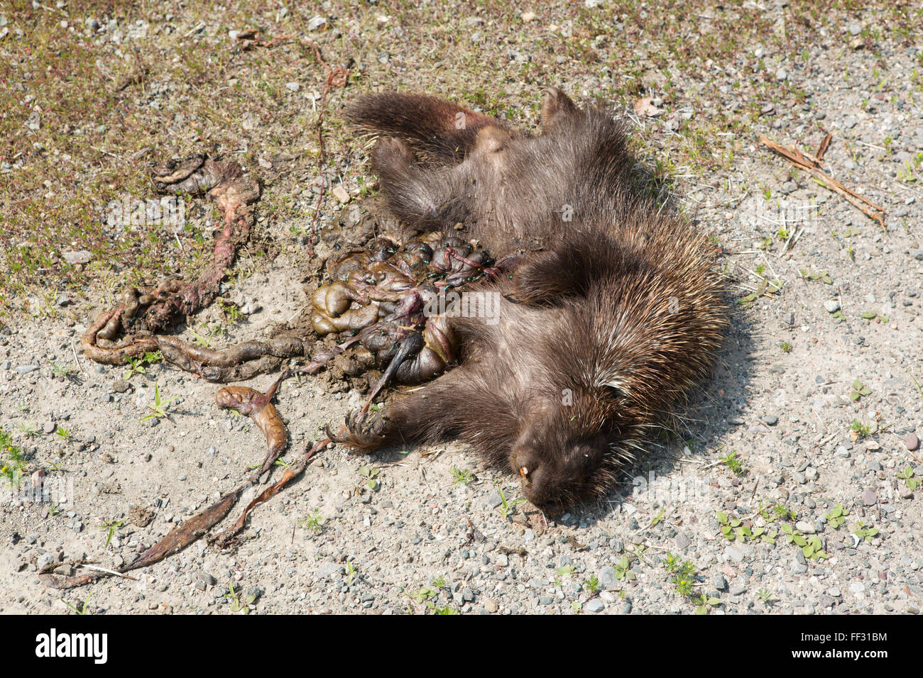 Roadkill in Nova Scotia, Canada. A porcupine lies dead on the road Stock Photo Alamy