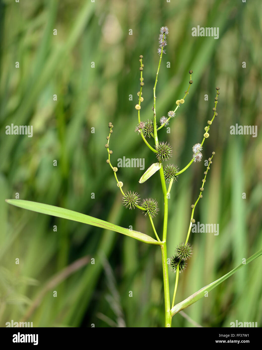 Branched bur-reed (Sparganium erectum) in flower. Wetland plant in the family Typhaceae flowering Stock Photo