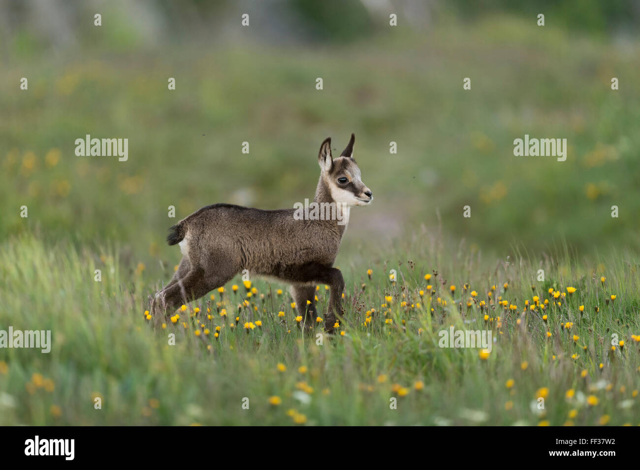 Alpine Chamois / Gaemse ( Rupicapra rupicapra ), cute fawn, stands in an alpine flower meadow. Stock Photo