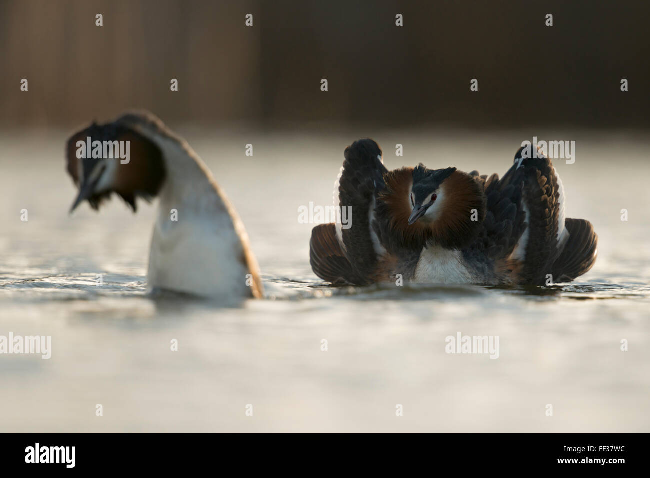 Great Crested Grebes / Haubentaucher ( Podiceps cristatus ) pair, showing their beautiful courtship display, early morning mood. Stock Photo