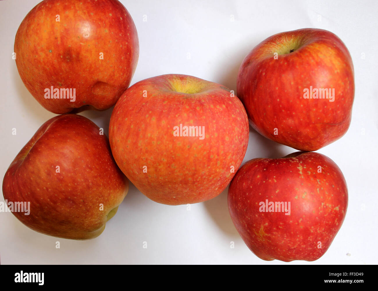 Kashmir delicious apple, Malus domestica, delicious fruit from Kashmir, India with pinkish to red fruits with pale dots. Stock Photo