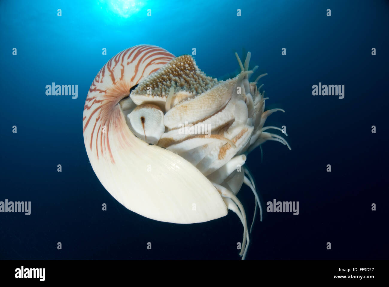 Chambered nautilus - nautilus pompilius Stock Photo