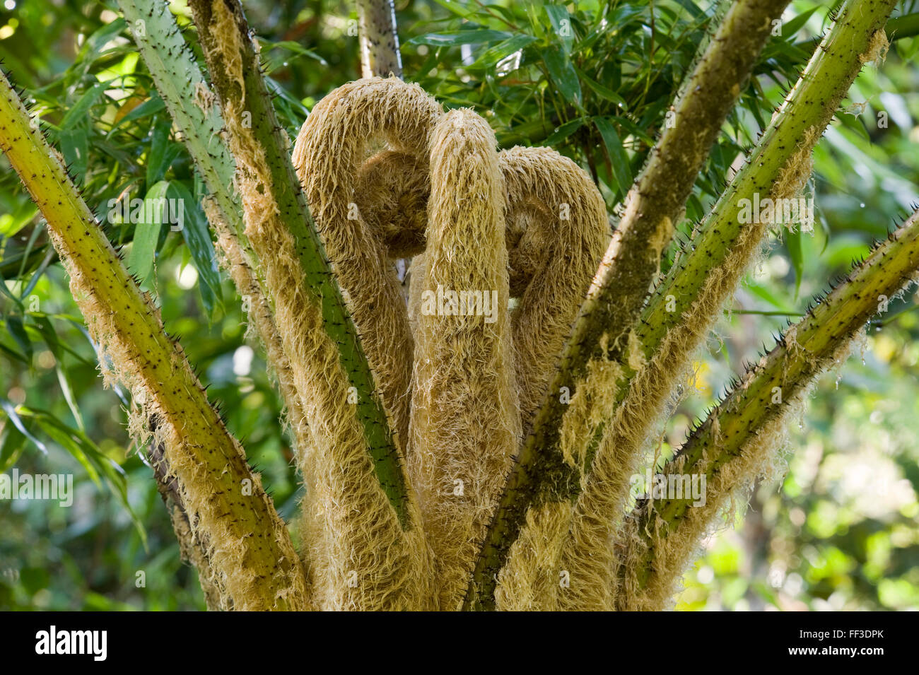Giant Tree Fern High Resolution Stock Photography and Images - Alamy