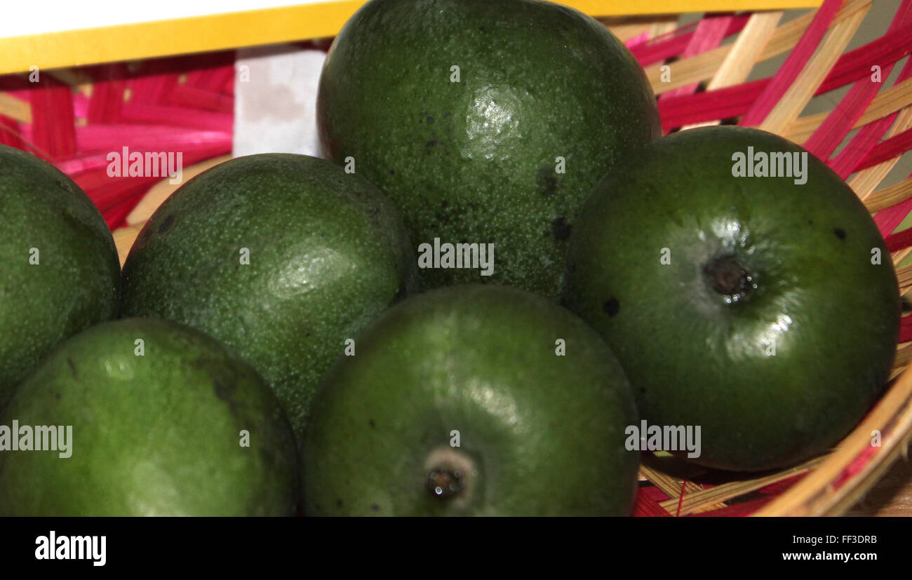 Mangifera odorata, kuwini mango, fragrant mango, tree with fragrant flowers, rounded fruits, orange fruits, fragrant when ripe Stock Photo