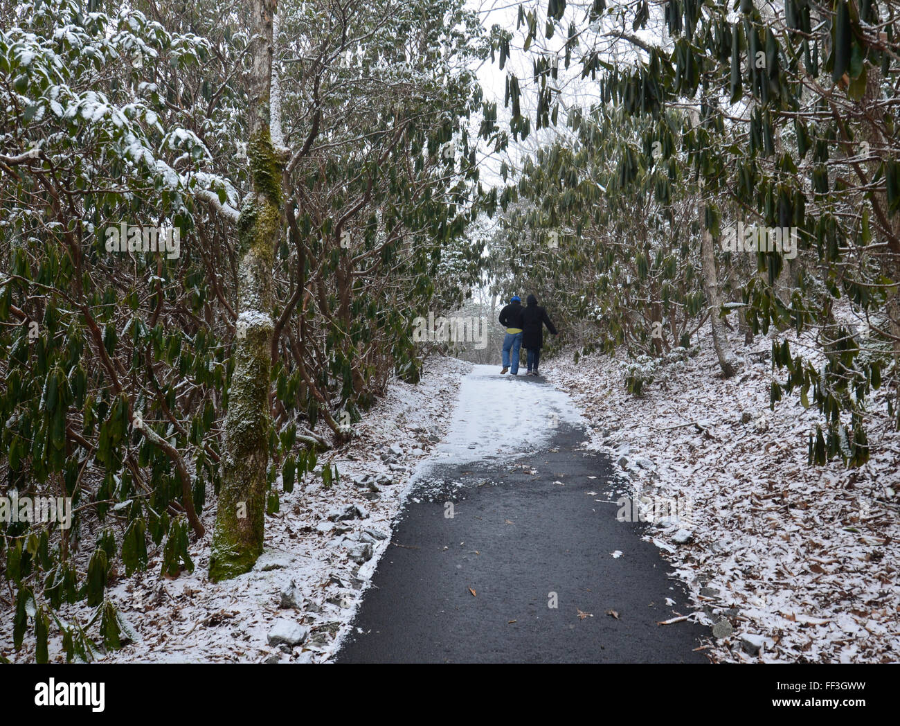 People walking on a trail,surrounded by Rhododendron bushes,in the winter. Stock Photo