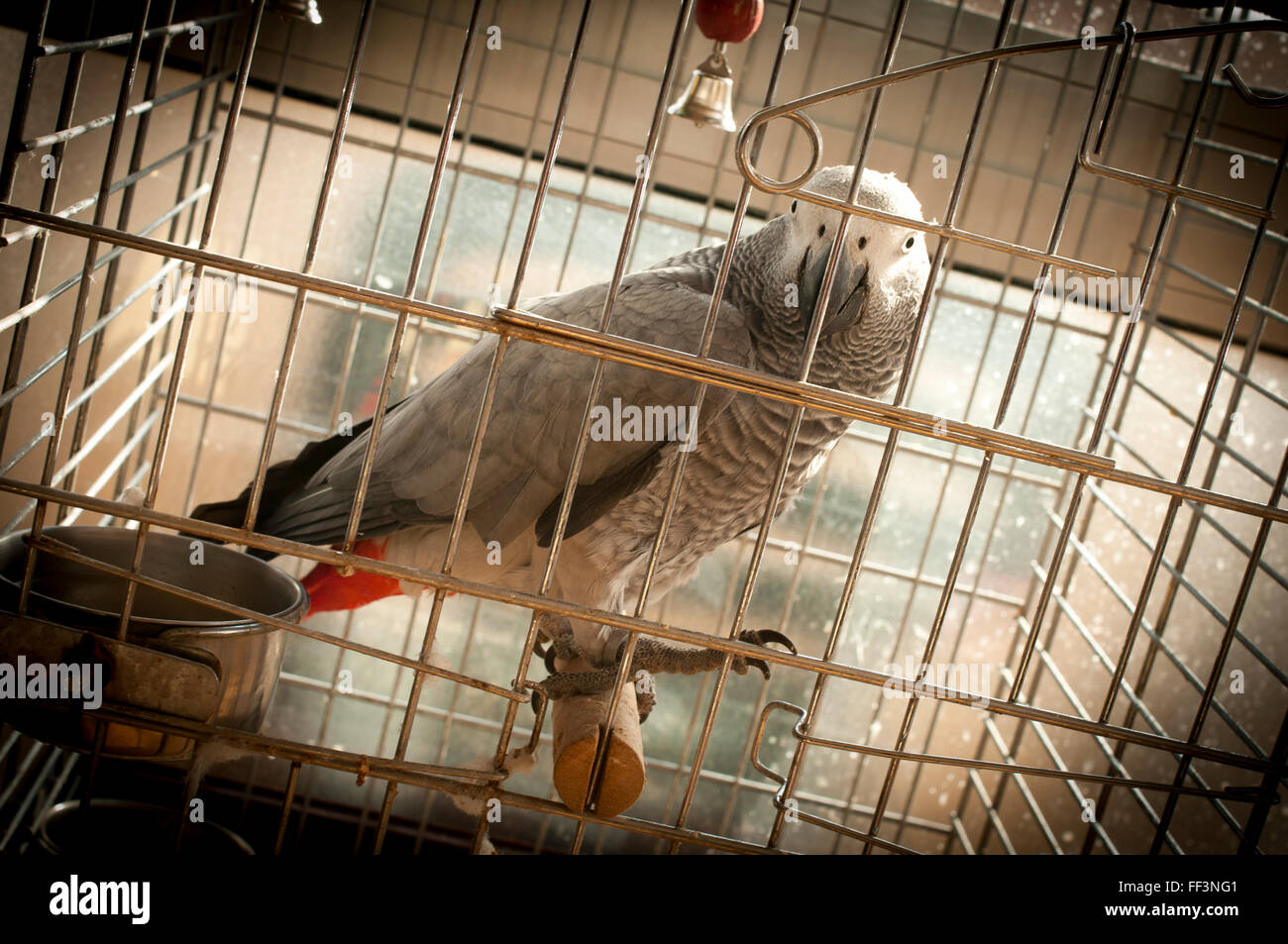 Portrait of a parrot in a cage Stock Photo