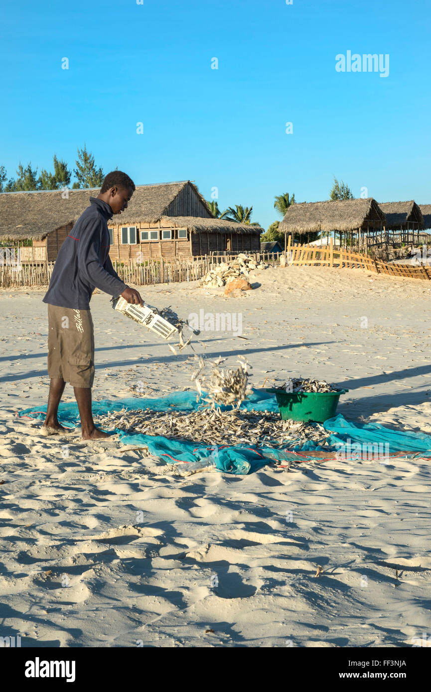 Malagasy Fishermen collecting dried fish on the beach, Morondava ...