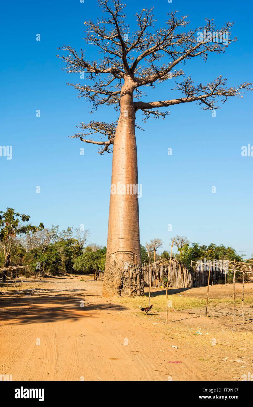 Baobab tree (Adansonia Grandidieri) and traditional thatched houses ...