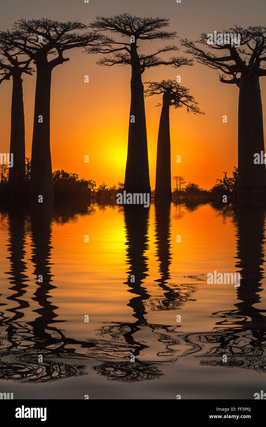 Baobab trees (Adansonia Grandidieri) reflecting in the water at sunset