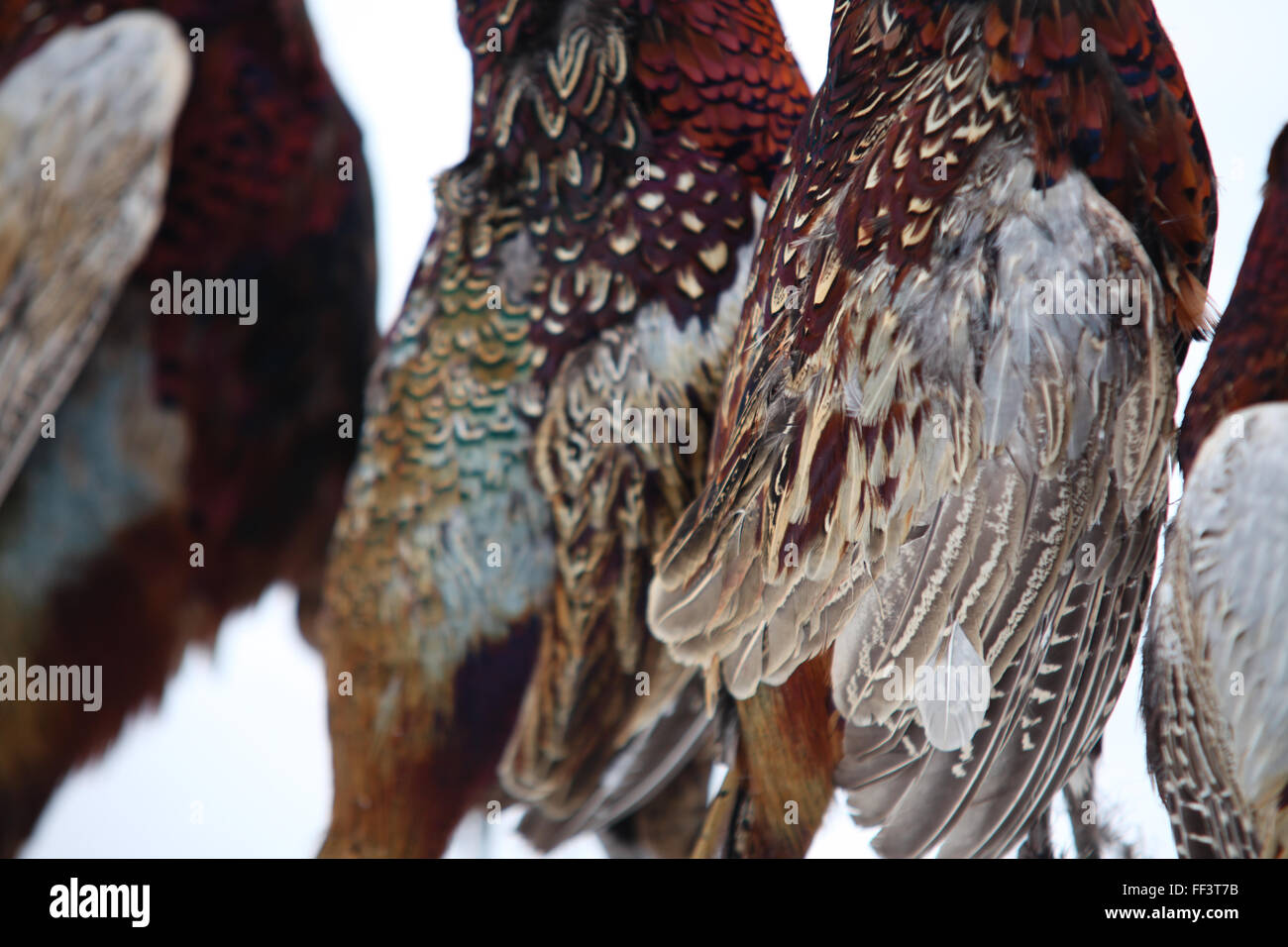 Pheasants killed by hunters Stock Photo