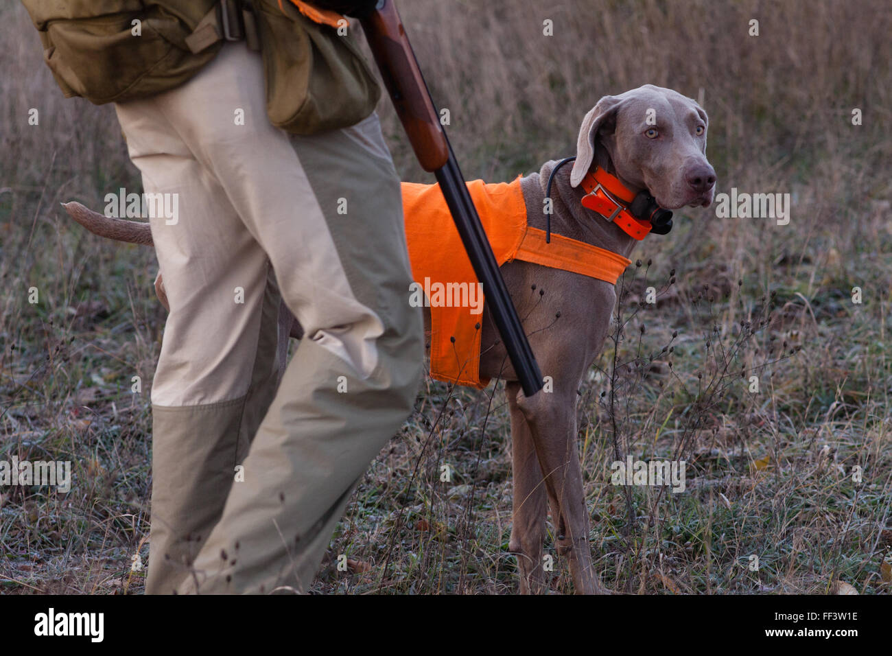 Hunting dog next to hunter in the field wearing an orange vest. Stock Photo