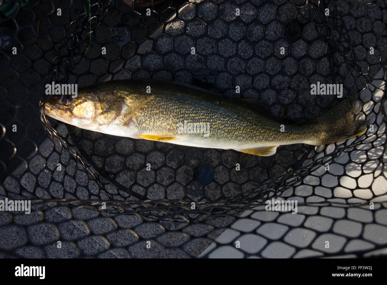 https://c8.alamy.com/comp/FF3W2J/walleye-caught-by-angler-in-fishing-net-FF3W2J.jpg