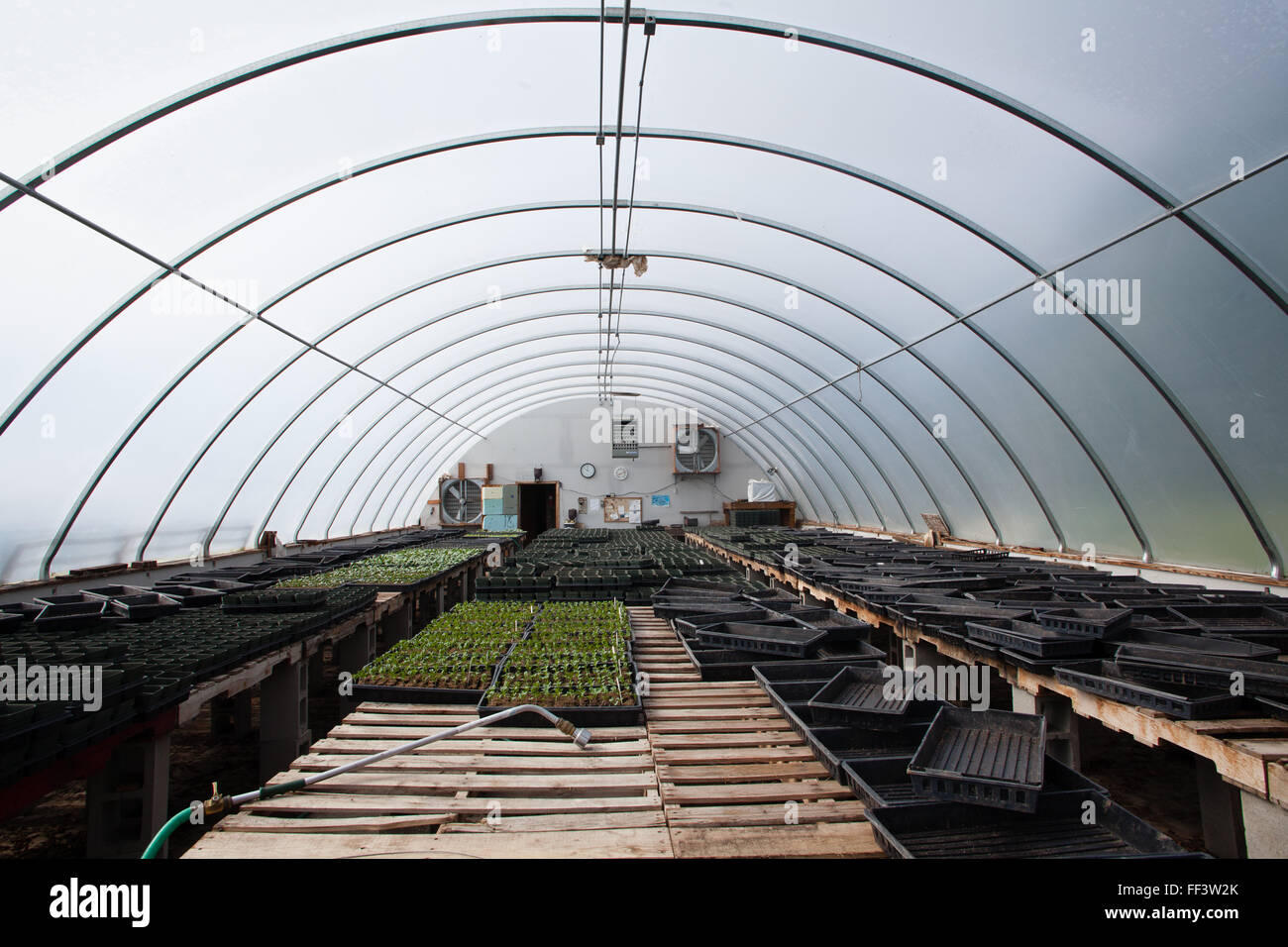 Inside a greenhouse at a farm Stock Photo Alamy