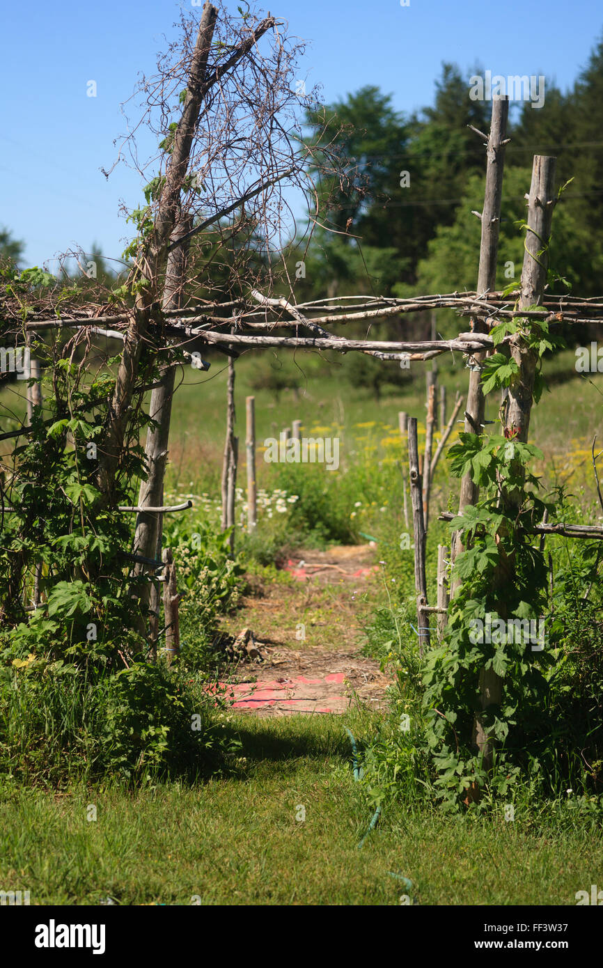 Summer weeds flowers fence hi-res stock photography and images - Alamy