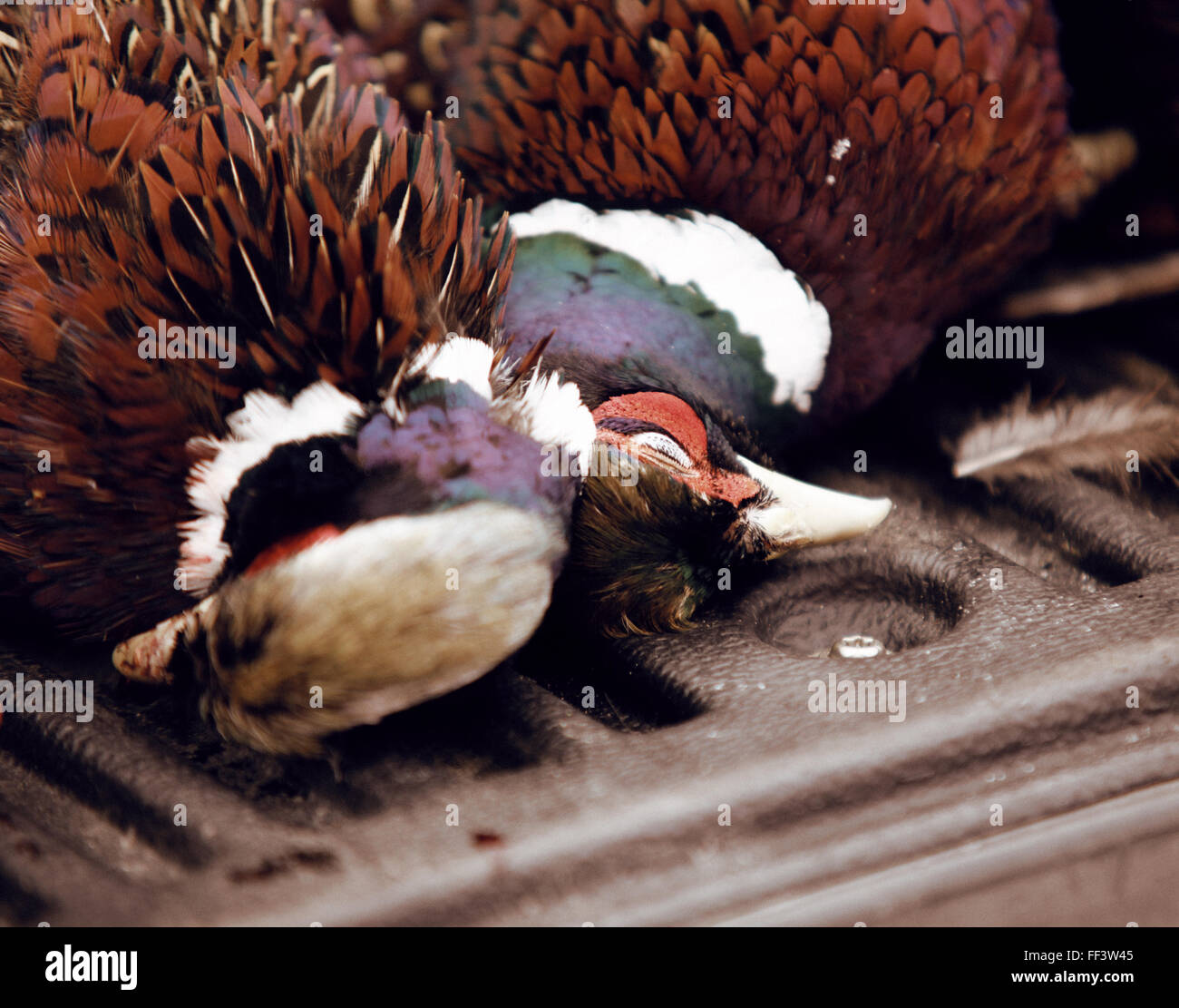 Two pheasants killed by hunters Stock Photo