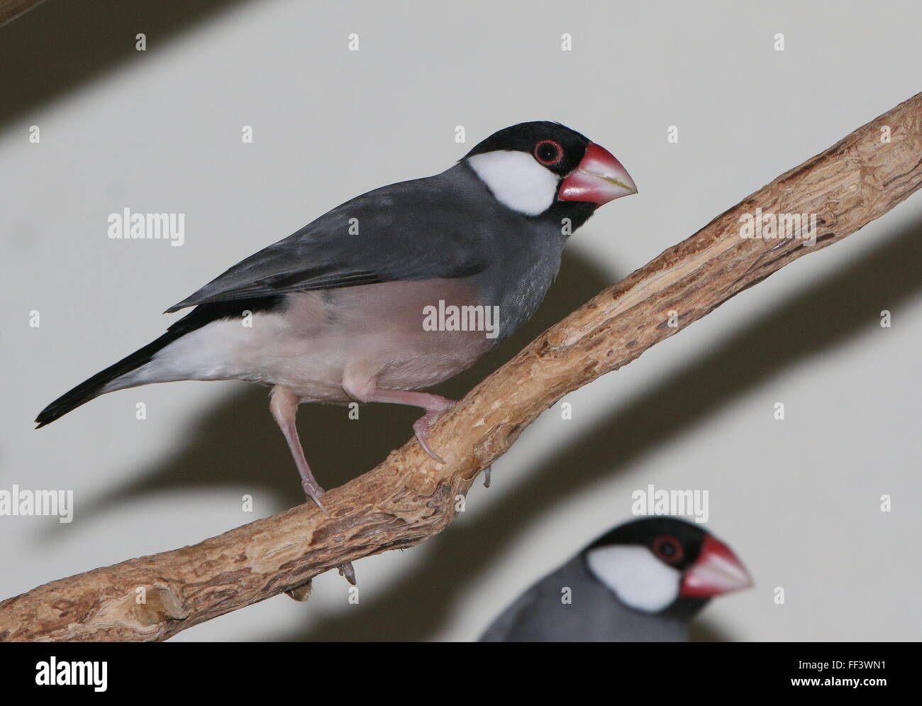 Moineau de java hi-res stock photography and images - Alamy