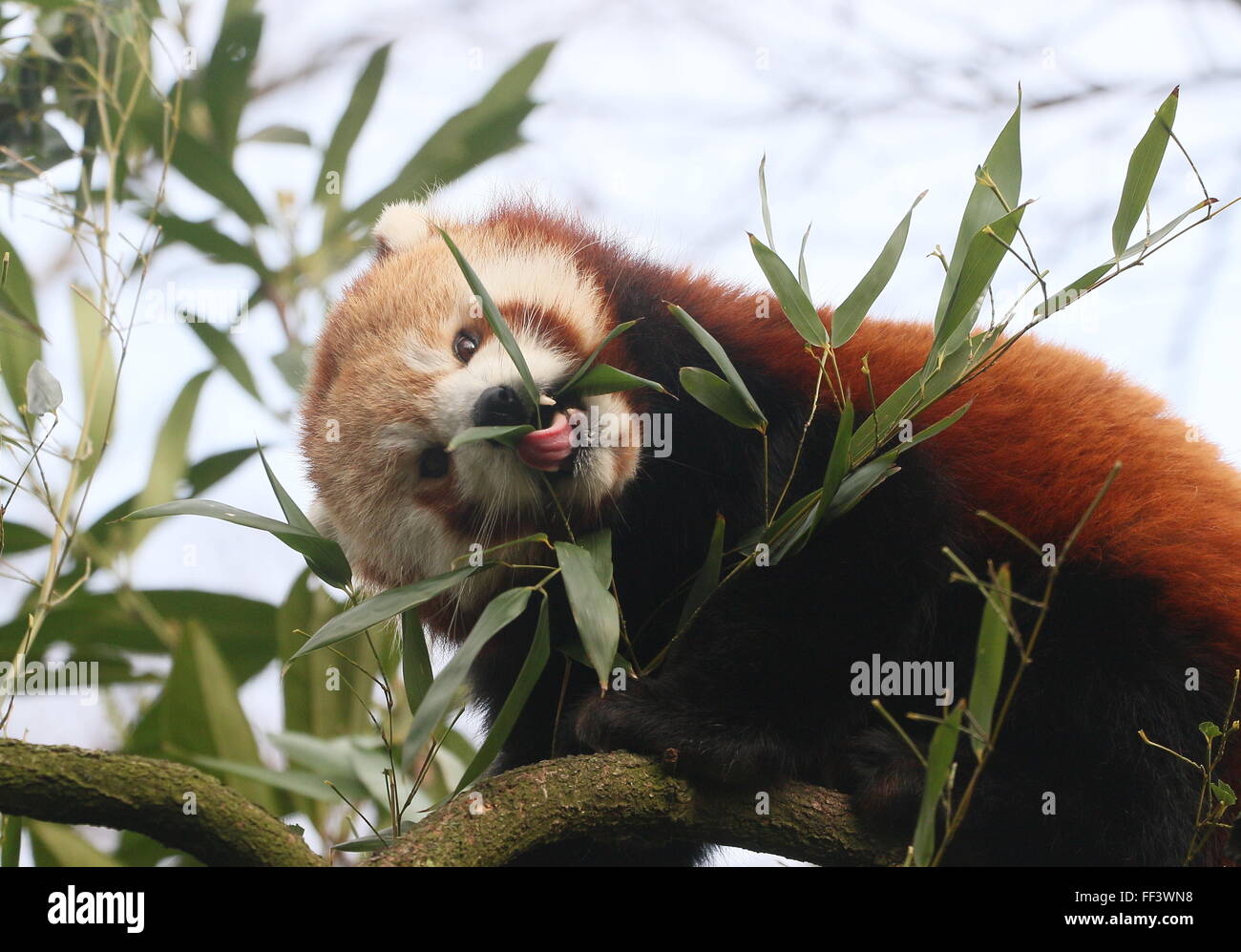 Close-up of the head of an Asian Red Panda (Ailurus fulgens) in a tree, chewing on bamboo leaves. Stock Photo