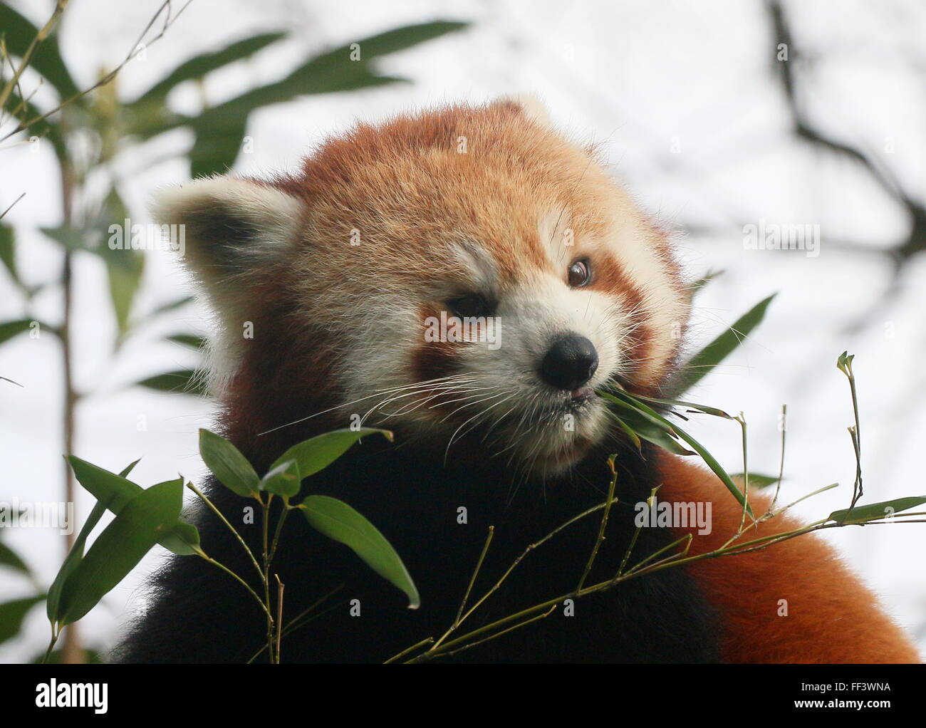 Close-up of the head of an Asian Red Panda (Ailurus fulgens) in a tree, chewing on bamboo leaves. Stock Photo