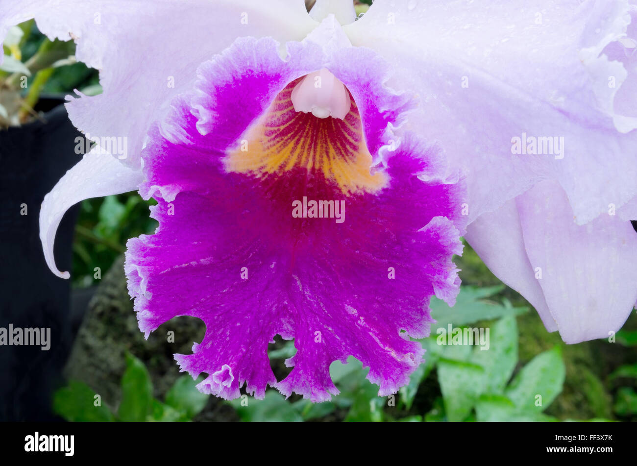 closeup of purple orchid flower or brassocattleya in full bloom Stock Photo