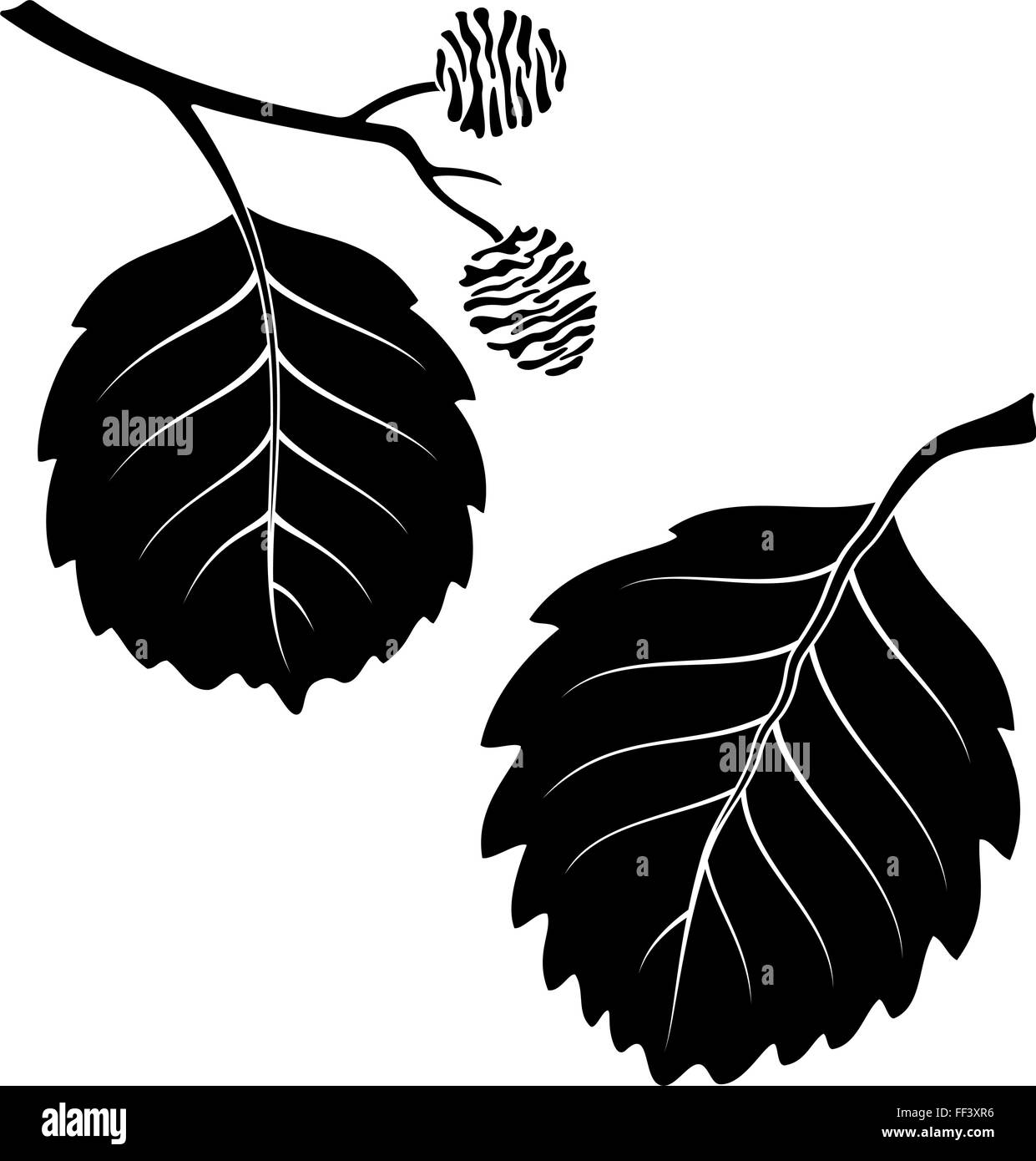 Leaves of alder tree Black and White Stock Photos & Images Alamy
