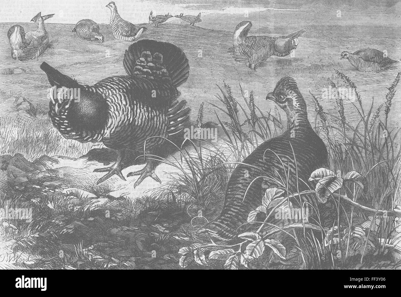 ANIMALS Prairie grouse, London Zoo 1862. Illustrated London News Stock Photo