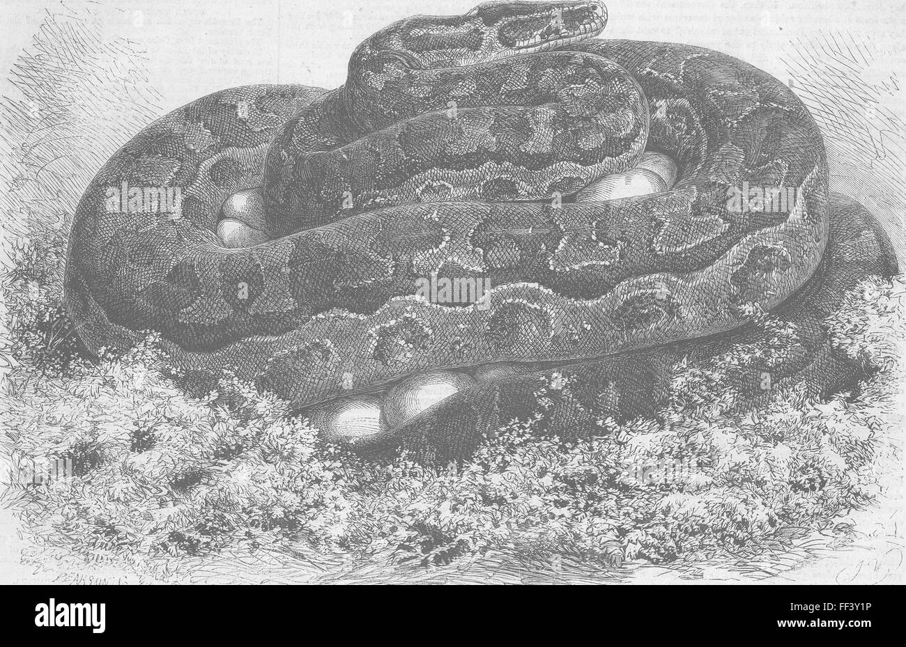 ANIMALS London Zoo python incubating 1862. Illustrated London News ...