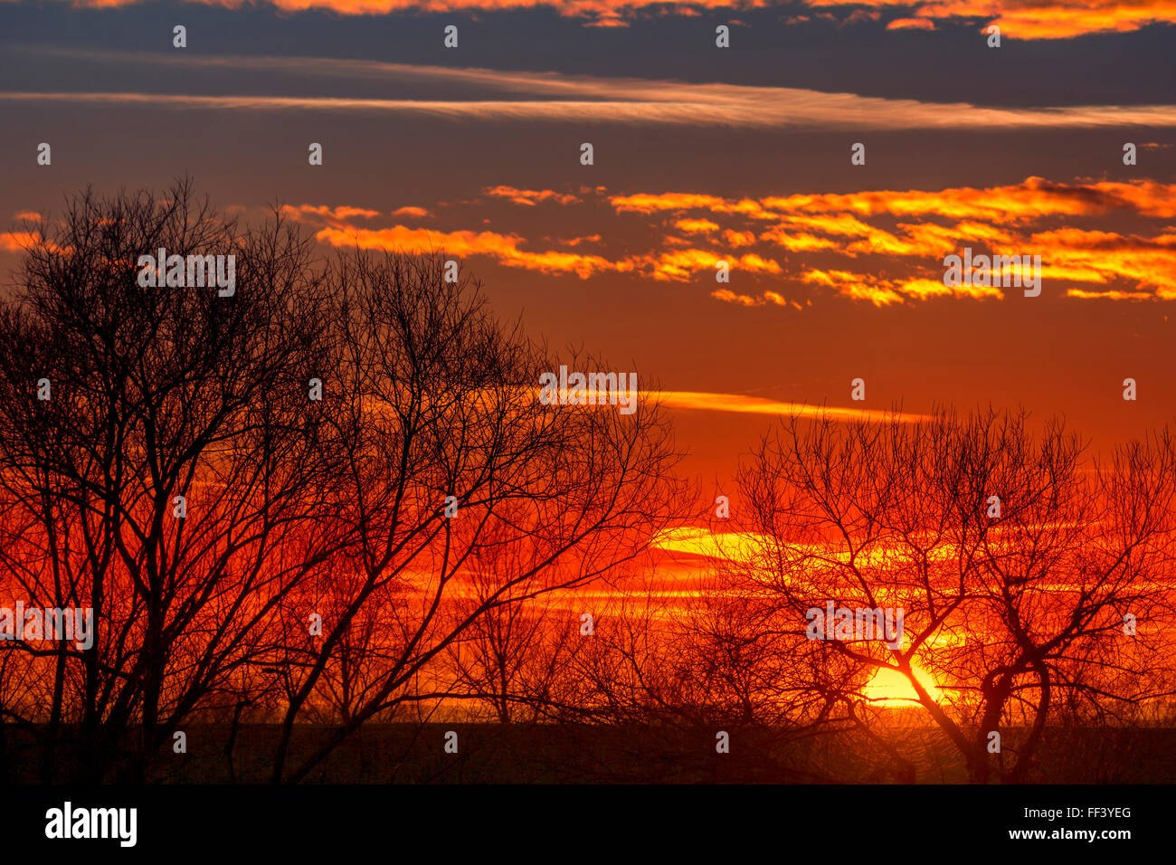 Dramatic colorful sky at sunset with silhouette trees Stock Photo - Alamy