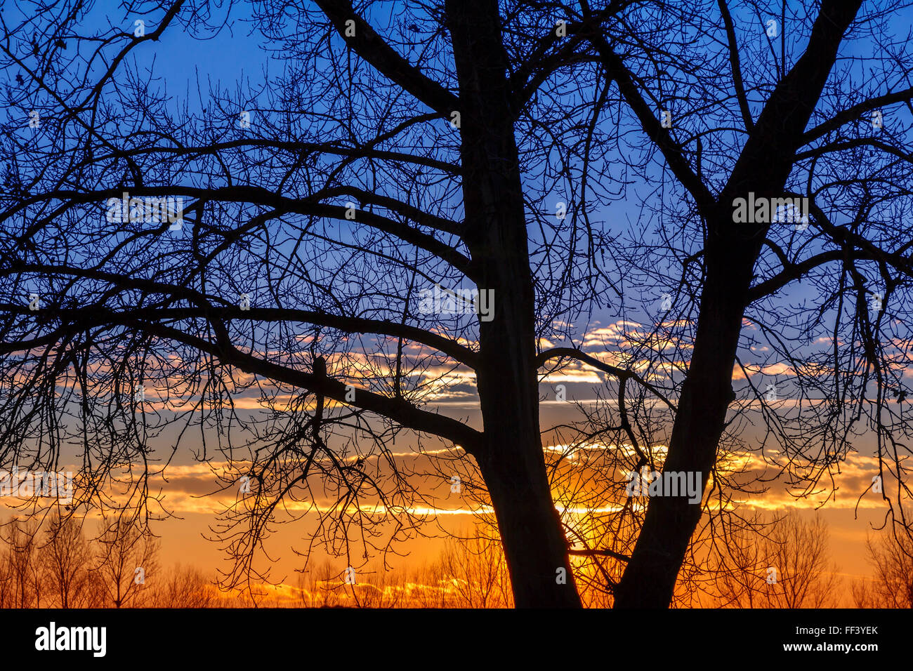 Dramatic colorful sky at sunset with silhouette trees Stock Photo - Alamy