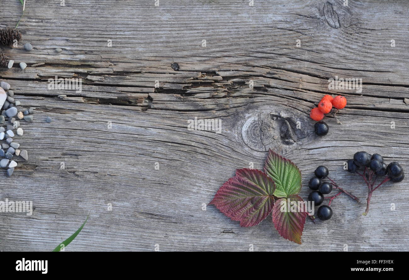 Autumn Raspberry Leaves, Rowan Berries and Stones on the Old Board Stock Photo