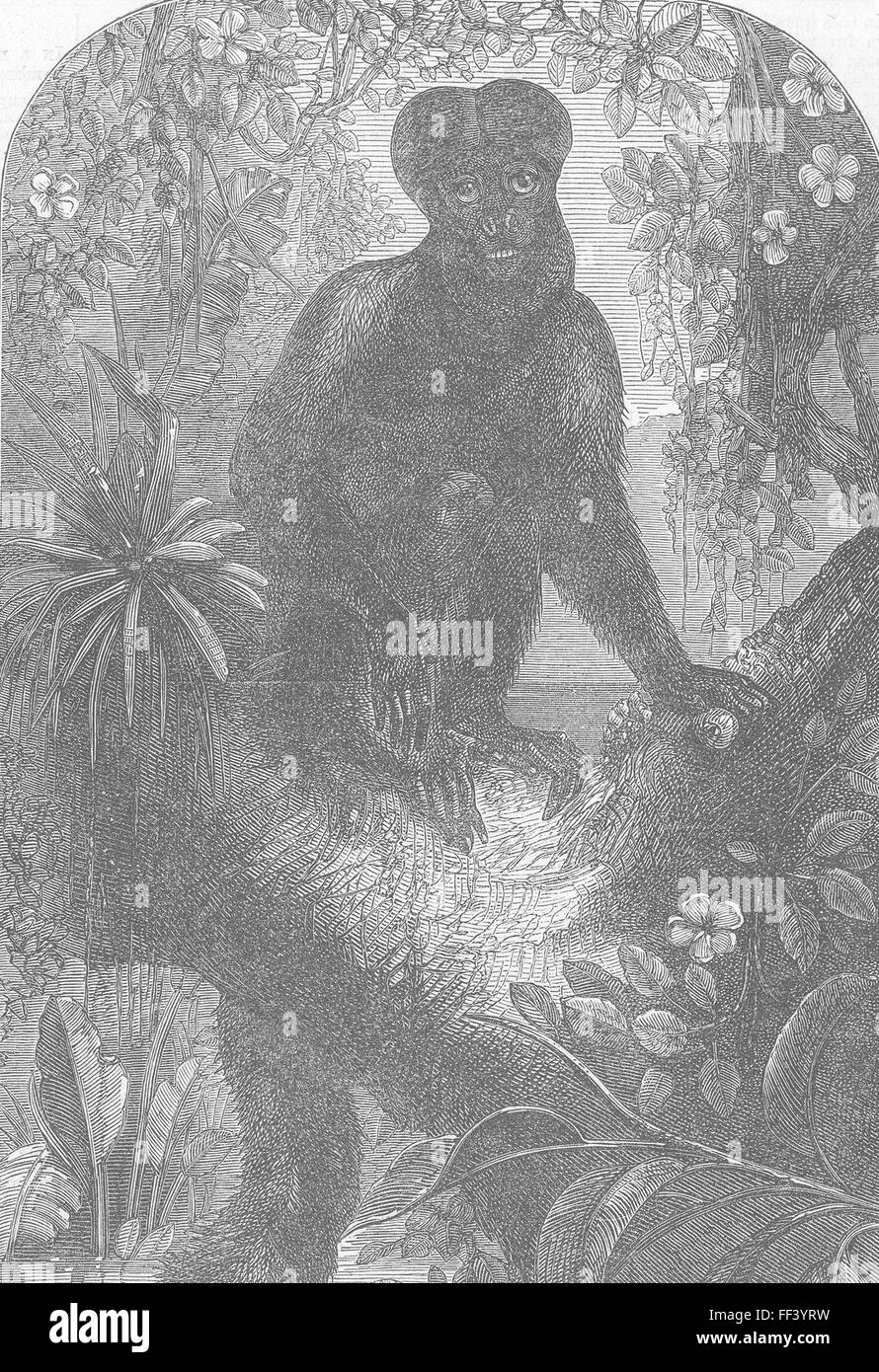 LONDON Zoo new Monkey, Regent's Park 1867. Illustrated London News Stock Photo