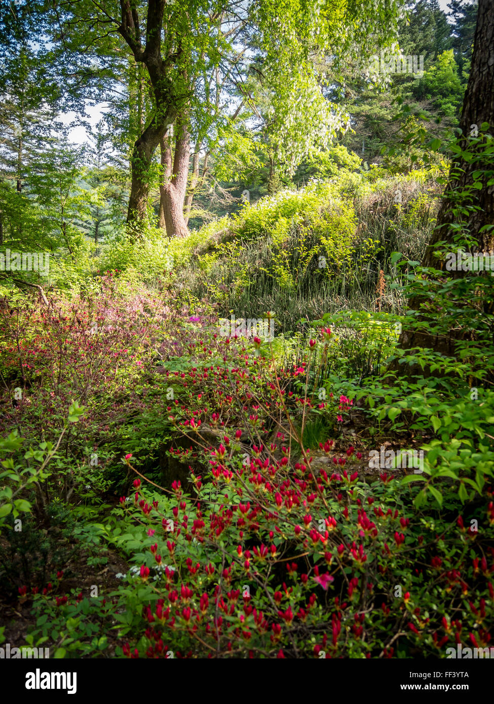 Flowers trees and nature hi-res stock photography and images - Alamy