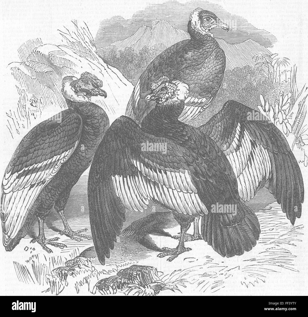 LONDON The Oval Condors, zoo 1844. Illustrated London News Stock Photo