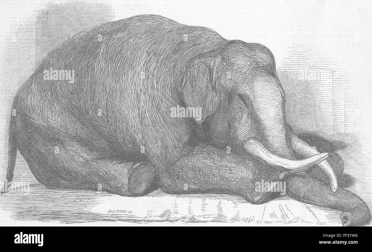 LONDON London Zoo The dead elephant 1847. Illustrated London News Stock Photo