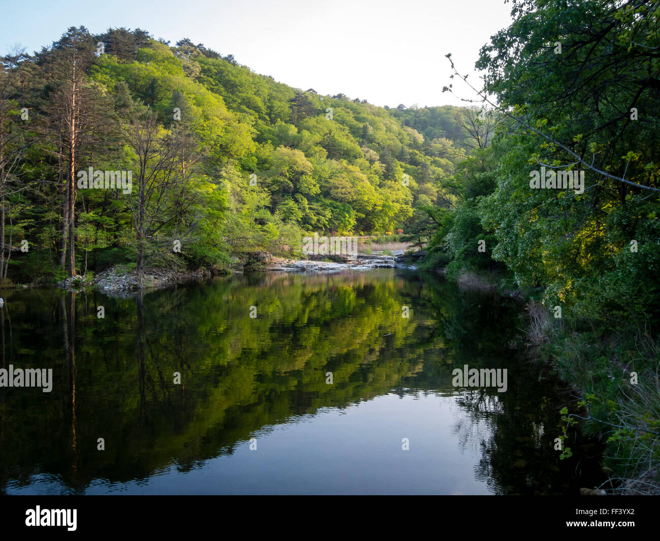 Reflection of a hill of spring green trees in a river. Stock Photo