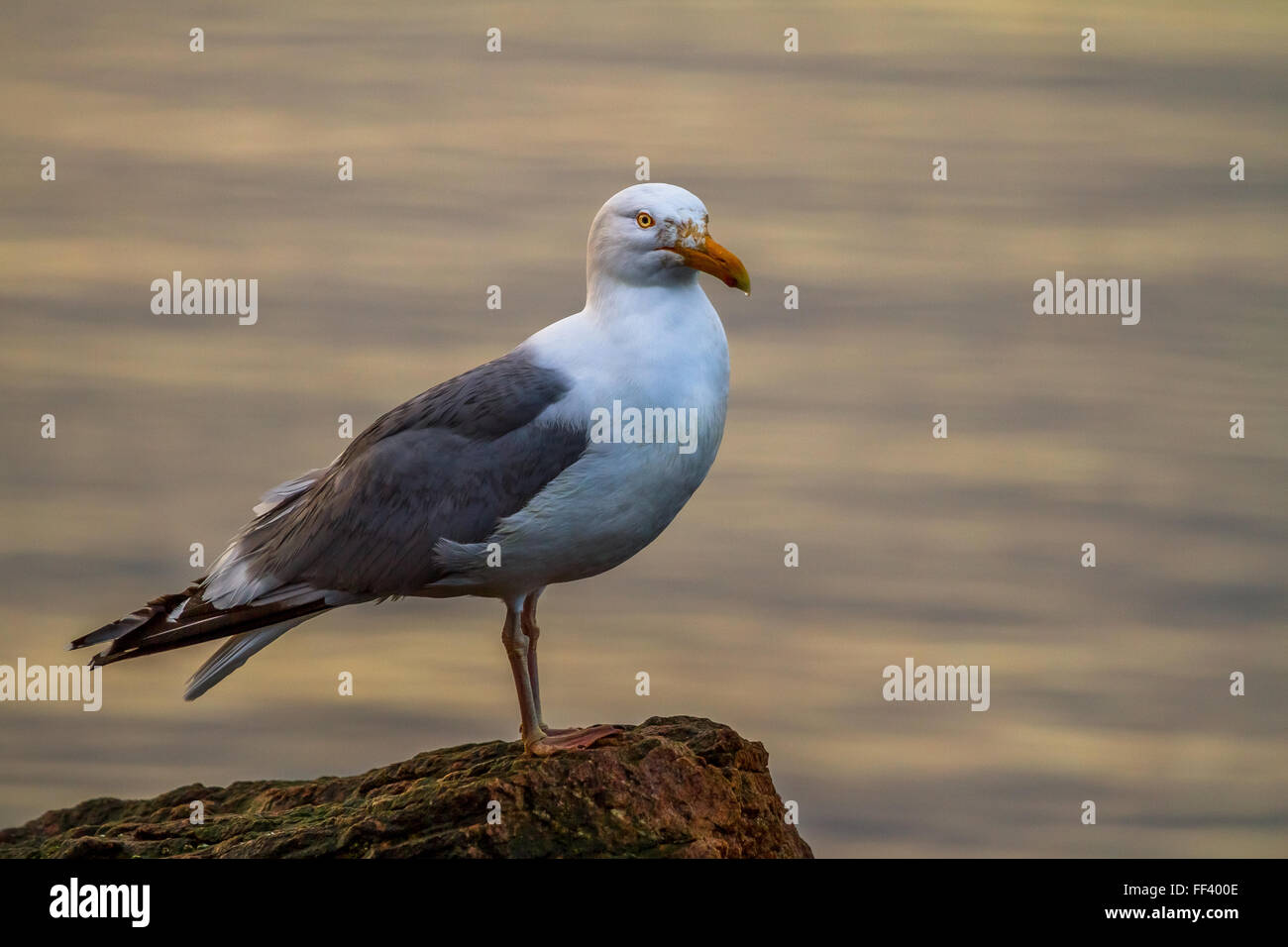 Herring Gull (Larus smithsonianus) in warm light in Acadia National Park, Mount Desert Island