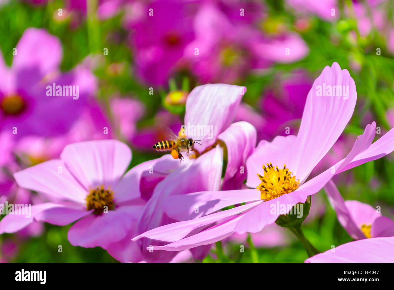 Bees find nectar from flowers Stock Photo - Alamy